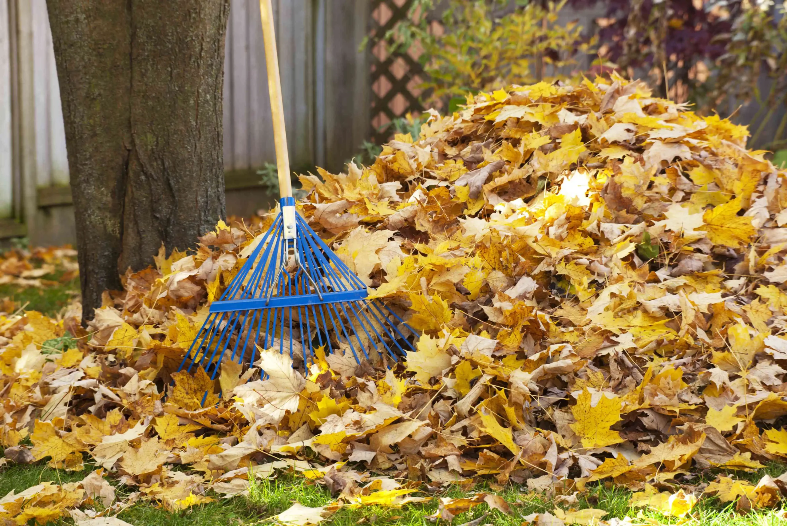 Leaf Cleanup